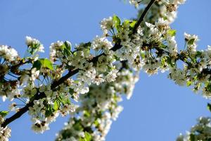 achtergrond met bloemen foto