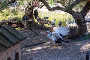 zwart en wit eend Aan een groen achtergrond in warm zonneschijn in de park foto