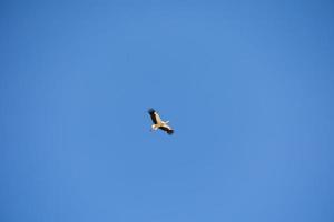 blauw lucht achtergrond met vliegend zwart en wit ooievaar vogel foto