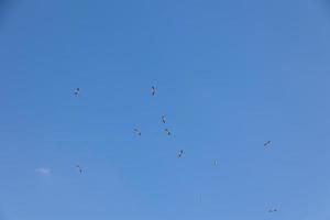 blauw lucht achtergrond met vliegend zwart en wit ooievaar vogel foto