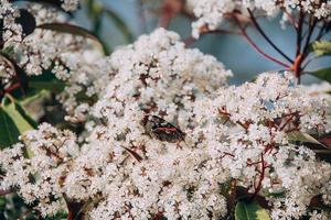 voorjaar struik met klein wit bloemen Aan een zonnig dag in detailopname met de vlinder foto