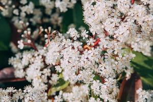 mooi voorjaar struik met klein wit bloemen Aan een zonnig dag in detailopname met een vlieg foto