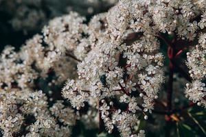 voorjaar struik met klein wit bloemen Aan een zonnig dag in detailopname foto