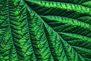 groen gedetailleerd blad macro foto, abstract botanisch getextureerde achtergrond foto