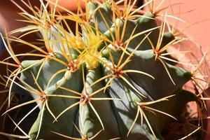 close up van een cactus foto