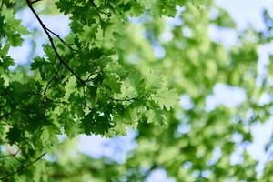 de voorjaar natuur van de groot boom in de eik Woud, jong groen bladeren Aan de takken foto