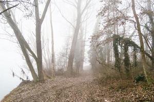 bomen in het bos foto