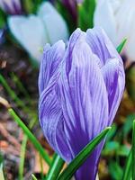 eerste bloemen in vroeg de lente. wit krokussen detailopname. foto