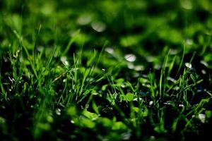 groen gazon gras detailopname van de bladeren van de gras. natuur behoud zonder milieu vervuiling, schoon lucht foto