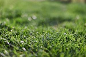 visie van jong groen gras in een park, genomen detailopname met een mooi vervaging van de achtergrond. screensaver foto