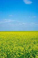 koolzaad veld met bewolkte blauwe hemel op de Krim foto