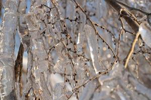 close-up van ijspegels op kale boomtakken foto