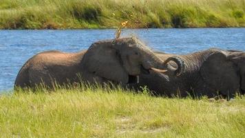 olifant gooit modder Bij zelf. olifant Aan de oever van de rivier van chobe rivier- botswana foto