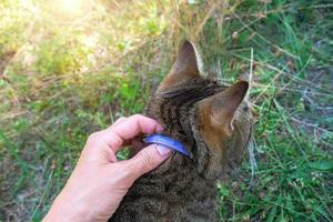 een van katten halsband tegen teken en vlooien met natuurlijk stinkende gouwe en lavendel olie. natuurlijk afstoten van bloedzuigend insecten voor een huiselijk huisdier wandelen buitenshuis foto