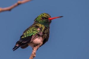 kolibrie is heel mooi vogel foto