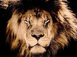 Afrikaanse berg leeuw. enkel en alleen zijn hoofd kan worden gezien foto