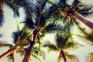 palmbomen bij zonsondergang