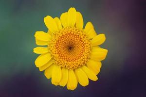 mooi geel bloem Aan een wazig achtergrond. foto