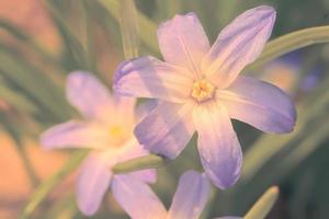 vervaagd niet helder foto van een mooi blauw bloem Aan een groen achtergrond