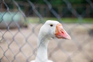 ganzen achter de schutting. detailopname portret van een gans foto