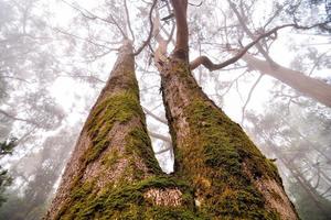 bomen in het bos foto