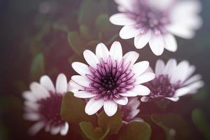 zomer bloemen met een zonnig tuin tegen de backdrop van groen bladeren foto