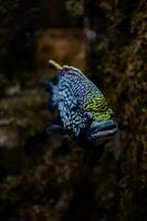 weinig vis dier zwemmen in de aquarium van de dierentuin van zaragoza in Spanje Aan een donker achtergrond foto
