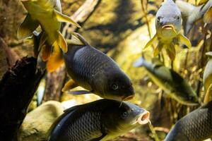 weinig vis dier zwemmen in de aquarium van de dierentuin van zaragoza in Spanje Aan een donker achtergrond foto