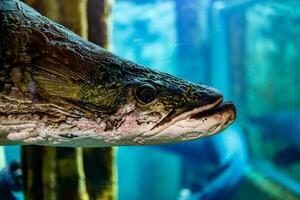 weinig vis dier zwemmen in de aquarium van de dierentuin van zaragoza in Spanje Aan een donker achtergrond foto