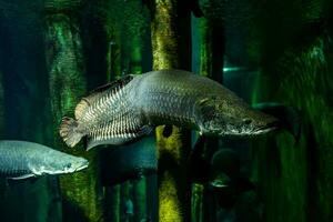 weinig vis dier zwemmen in de aquarium van de dierentuin van zaragoza in Spanje Aan een donker achtergrond foto