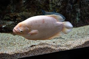 weinig vis dier zwemmen in de aquarium van de dierentuin van zaragoza in Spanje Aan een donker achtergrond foto