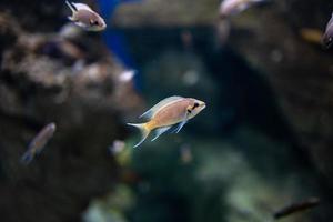 weinig vis dier zwemmen in de aquarium van de dierentuin van zaragoza in Spanje Aan een donker achtergrond foto