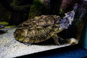 dier reptiel schildpad zwemmen in een dierentuin aquarium in detailopname foto