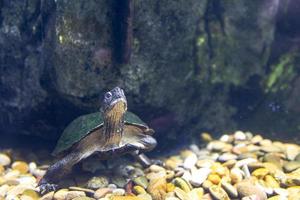 dier reptiel schildpad zwemmen in een dierentuin aquarium in detailopname foto