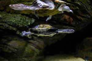 dier reptiel schildpad zwemmen in een dierentuin aquarium in detailopname foto