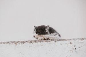 volwassen kat Aan een licht achtergrond van een steen huis buiten foto