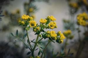 weinig geel voorjaar bloem Aan een achtergrond van een groen tuin detailopname foto