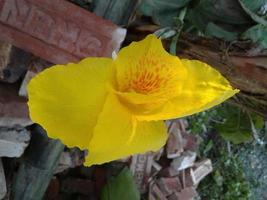 Daar zijn geel kalabati bloemen in de kalabati bloem boom foto