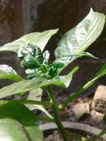 groen pepers teelt Aan de pepers boom in een botanisch tuin foto