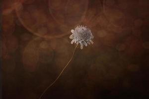 l weinig helder veld- bloem Aan een bruin achtergrond detailopname foto