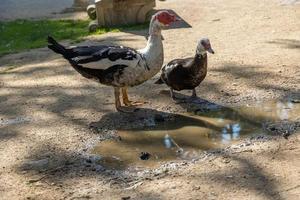 twee zwart en wit eendjes Aan een beige achtergrond in de warm zon in de park drinken water foto