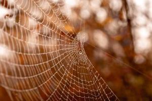 weinig delicaat water druppels Aan een spin web in detailopname Aan een mistig dag foto