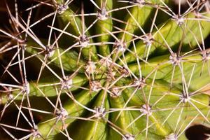 achtergrond met een cactus foto