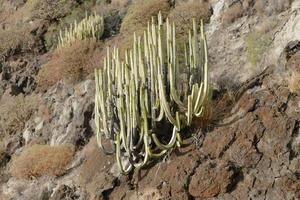 achtergrond met cactussen foto