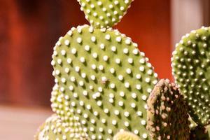 achtergrond met cactus foto