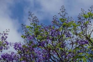 achtergrond met bloemen foto