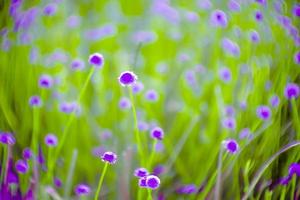 wazig, paars bloem bloesem Aan veld. mooi groeit en bloemen Aan weide bloeiend in natuur foto