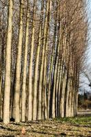 bomen in het bos foto