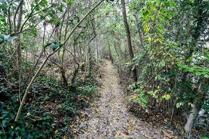 toneel- Woud landschap foto