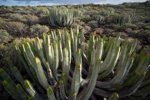 achtergrond met cactussen foto